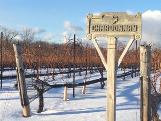 Chardonnay vines in the snow