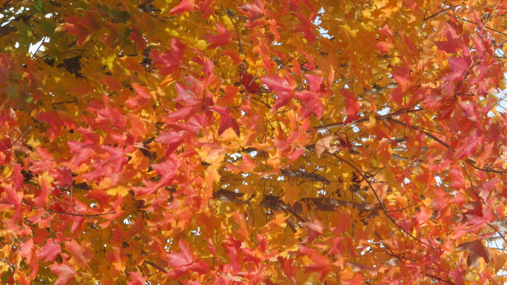 Colors of fall in the Finger Lakes-my favorite ti