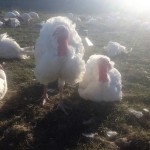 Turkeys roaming at Autumn's Harvest Farm in Romulus, NY